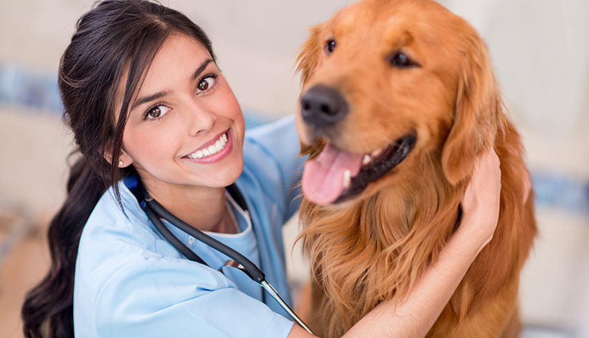 Vet