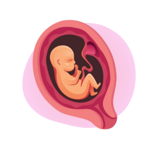 Zedu Second Trimester Ultrasound for Sonographers course - join us for an immersive and practical experience to fast-track your skills development and get you work-ready