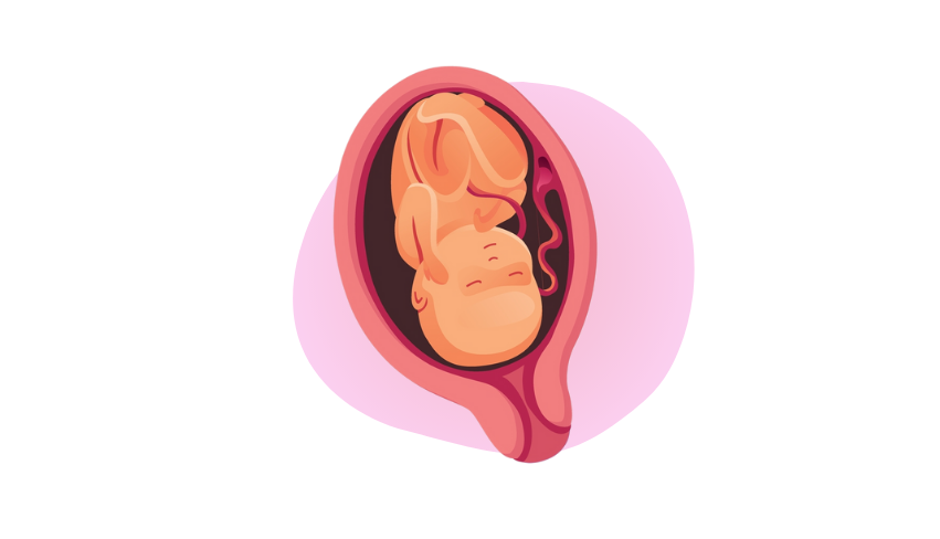 Zedu Third Trimester Ultrasound for Sonographers course - join us for an immersive and practical experience to fast-track your skills development and get you work-ready