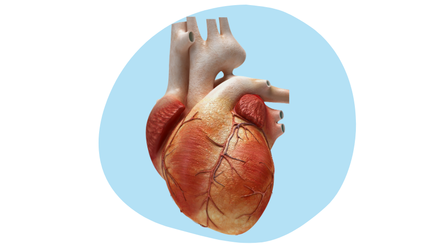 Zedu Echocardiography Basic Views for Sonographers course - join us for an immersive and practical experience to fast-track your skills development and get you work-ready