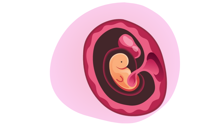Zedu-SEPA4-851-488 Zedu Early Pregnancy Assessment for Sonographers course - join us for an immersive and practical experience to fast-track your skills development and get you work-ready