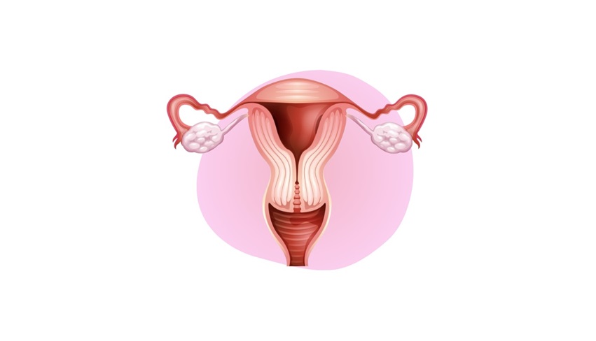 Gynaecology Ultrasound for Sonographers
