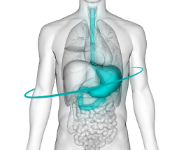Zedu gastric ultrasound course